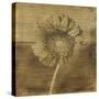 Gerber Daisy I-Casey Mckee-Stretched Canvas