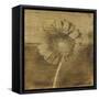 Gerber Daisy I-Casey Mckee-Framed Stretched Canvas