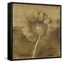 Gerber Daisy I-Casey Mckee-Framed Stretched Canvas