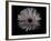 Gerber Daisy-Lori Hutchison-Framed Photographic Print