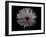 Gerber Daisy-Lori Hutchison-Framed Photographic Print