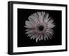 Gerber Daisy-Lori Hutchison-Framed Photographic Print