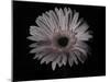 Gerber Daisy-Lori Hutchison-Mounted Photographic Print