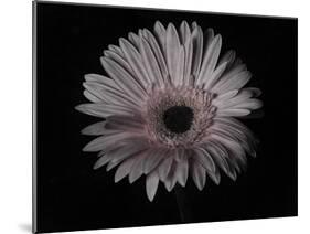 Gerber Daisy-Lori Hutchison-Mounted Photographic Print