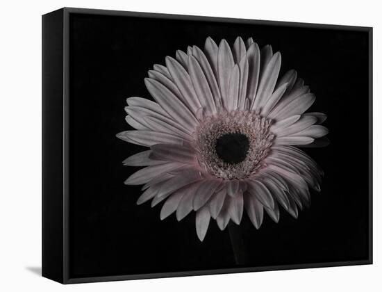 Gerber Daisy-Lori Hutchison-Framed Stretched Canvas