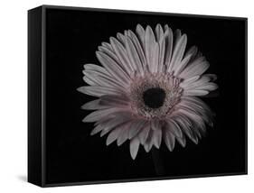 Gerber Daisy-Lori Hutchison-Framed Stretched Canvas