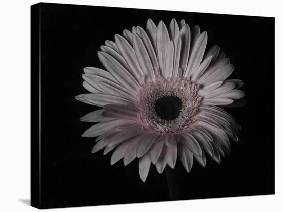 Gerber Daisy-Lori Hutchison-Stretched Canvas