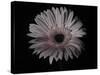 Gerber Daisy-Lori Hutchison-Stretched Canvas