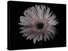 Gerber Daisy-Lori Hutchison-Stretched Canvas