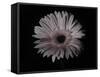 Gerber Daisy-Lori Hutchison-Framed Stretched Canvas