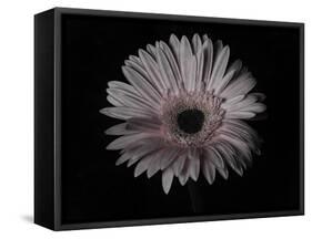 Gerber Daisy-Lori Hutchison-Framed Stretched Canvas