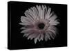 Gerber Daisy-Lori Hutchison-Stretched Canvas