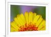 Gerber Daisy-Adam Jones-Framed Photographic Print