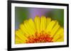 Gerber Daisy-Adam Jones-Framed Photographic Print