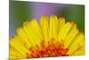 Gerber Daisy-Adam Jones-Mounted Photographic Print