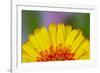 Gerber Daisy-Adam Jones-Framed Photographic Print