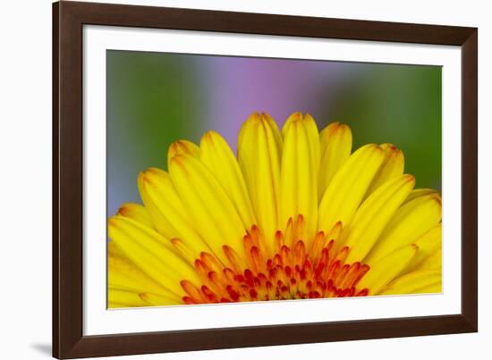 Gerber Daisy-Adam Jones-Framed Photographic Print