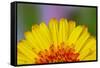 Gerber Daisy-Adam Jones-Framed Stretched Canvas