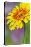 Gerber Daisy-Adam Jones-Stretched Canvas