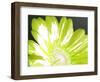 Gerber Time Green II-Herb Dickinson-Framed Photographic Print