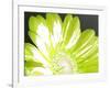 Gerber Time Green II-Herb Dickinson-Framed Photographic Print