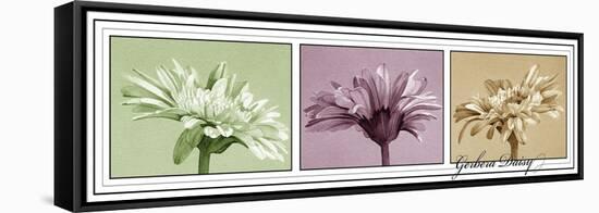 Gerbera Balance-Kory Fluckiger-Framed Stretched Canvas