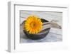 Gerbera Blossom, Driftwood, Shell-Andrea Haase-Framed Photographic Print