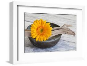 Gerbera Blossom, Driftwood, Shell-Andrea Haase-Framed Photographic Print