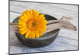 Gerbera Blossom, Driftwood, Shell-Andrea Haase-Mounted Photographic Print
