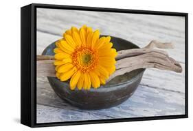 Gerbera Blossom, Driftwood, Shell-Andrea Haase-Framed Stretched Canvas