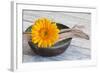 Gerbera Blossom, Driftwood, Shell-Andrea Haase-Framed Photographic Print