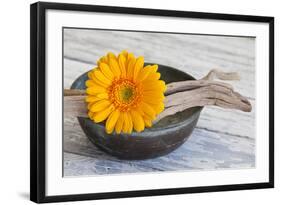 Gerbera Blossom, Driftwood, Shell-Andrea Haase-Framed Photographic Print