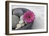 Gerbera Blossom, Shell, Stones-Andrea Haase-Framed Photographic Print