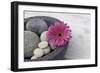 Gerbera Blossom, Shell, Stones-Andrea Haase-Framed Photographic Print