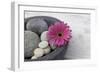 Gerbera Blossom, Shell, Stones-Andrea Haase-Framed Photographic Print