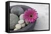 Gerbera Blossom, Shell, Stones-Andrea Haase-Framed Stretched Canvas