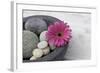 Gerbera Blossom, Shell, Stones-Andrea Haase-Framed Photographic Print