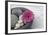 Gerbera Blossom, Shell, Stones-Andrea Haase-Framed Photographic Print