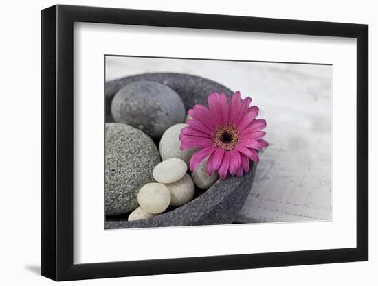 Gerbera Blossom, Shell, Stones-Andrea Haase-Framed Photographic Print