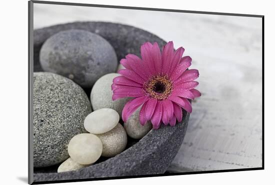 Gerbera Blossom, Shell, Stones-Andrea Haase-Mounted Photographic Print
