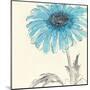 Gerbera Blue II-Chris Paschke-Mounted Art Print