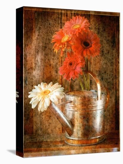 Gerbera Daisies in a Watering Can-Colin Anderson-Stretched Canvas