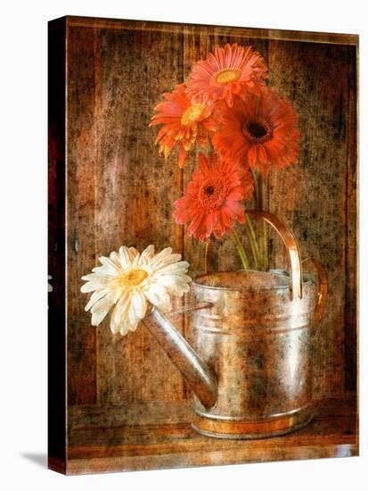 Gerbera Daisies in a Watering Can-Colin Anderson-Stretched Canvas