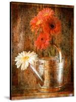 Gerbera Daisies in a Watering Can-Colin Anderson-Stretched Canvas