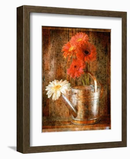 Gerbera Daisies in a Watering Can-Colin Anderson-Framed Photographic Print