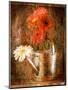 Gerbera Daisies in a Watering Can-Colin Anderson-Mounted Photographic Print