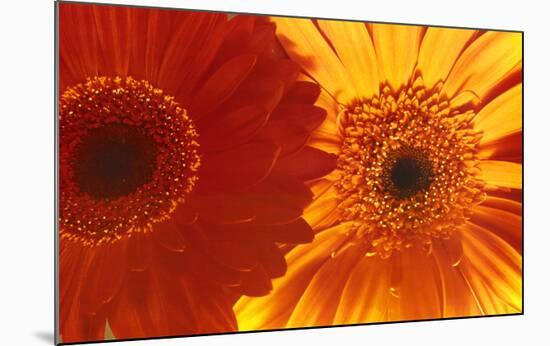 Gerbera Daisies-null-Mounted Poster