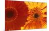 Gerbera Daisies-null-Mounted Poster