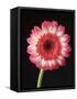 Gerbera Daisy on Dark Background-Clive Nichols-Framed Stretched Canvas