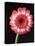 Gerbera Daisy on Dark Background-Clive Nichols-Stretched Canvas